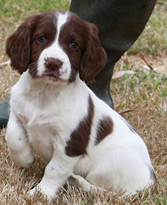 Glastonpark spaniels best sale